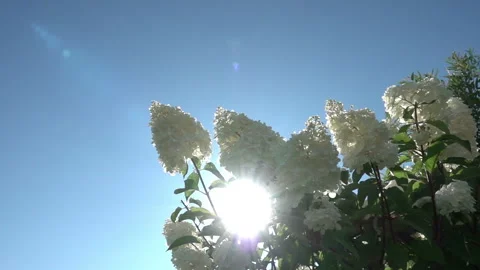 The sun's rays break through the inflorescences of a white hydrangea swaying in  Stock Footage 220913638