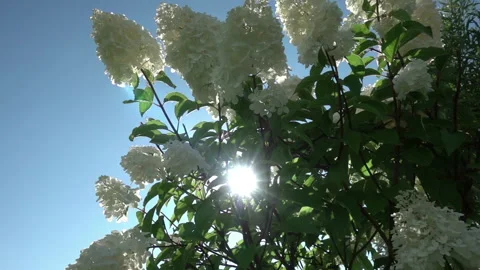 The sun's rays break through the inflorescences of a white hydrangea swaying in  Stock Footage 220913766