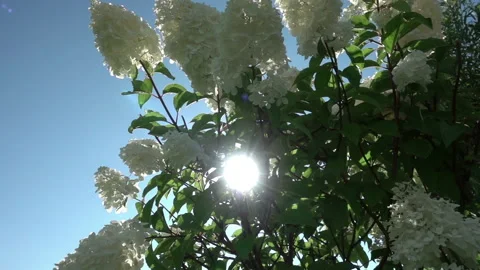The sun's rays break through the inflorescences of a white hydrangea swaying in  Stock Footage 221024612