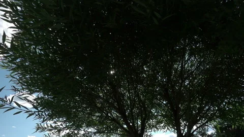 The sun's rays break through the inflorescences of a white hydrangea swaying in  Stock Footage 221096866