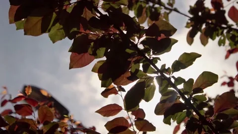 Sun's rays break through the leaves and create beautiful highlights Stock Footage 201285576