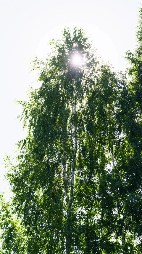 Sun's rays break through the leaves of a tall birch tree in the forest, summer Stock Footage 255672036