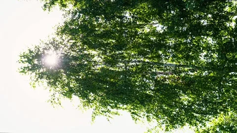 Sun's rays break through the leaves of a tall birch tree in the forest, summer Stock Footage 256995112