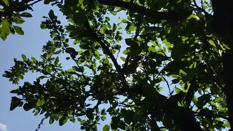 The sun's rays break through the leaves on the tree. Stock Footage 259975638