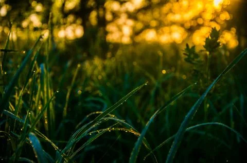 The sun's rays break through the lush grass. thick morning fog Stock Photos