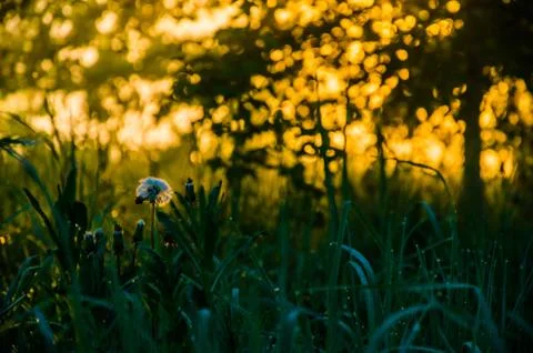 The sun's rays break through the lush grass. thick morning fog Stock Photos