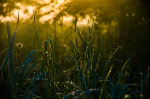 The sun's rays break through the lush grass. thick morning fog Foto stock