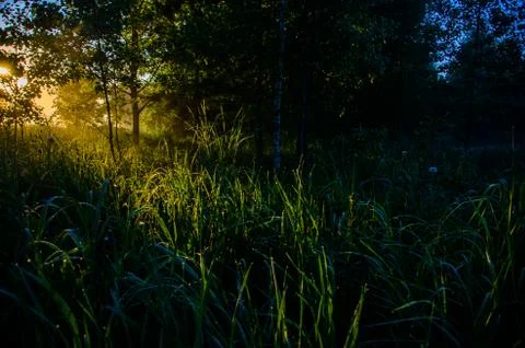 The sun's rays break through the lush grass. thick morning fog Stock Photos