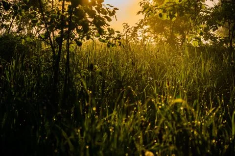 The sun's rays break through the lush grass. thick morning fog Stock Photos