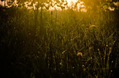 The sun's rays break through the lush grass. thick morning fog Stock Photos