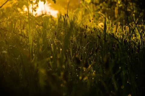 The sun's rays break through the lush grass. thick morning fog Stock Photos