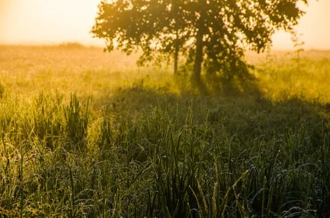 The sun's rays break through the lush grass. thick morning fog Stock Photos