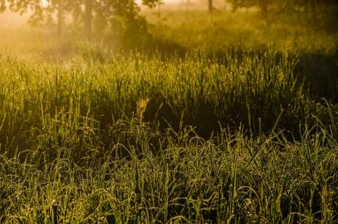 The sun's rays break through the lush grass. thick morning fog Stock Photos