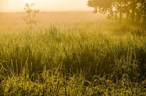The sun's rays break through the lush grass. thick morning fog Stock Photos