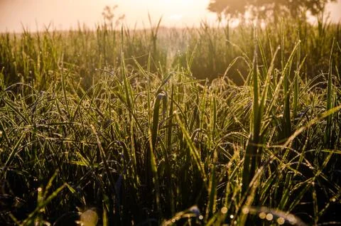 The sun's rays break through the lush grass. thick morning fog Stock Photos
