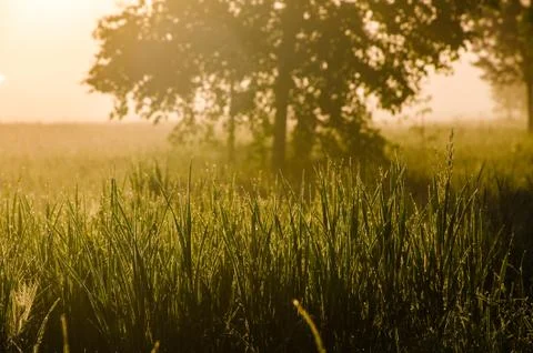 The sun's rays break through the lush grass. thick morning fog Stock Photos