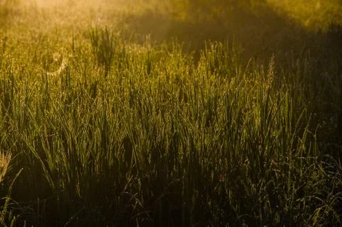 The sun's rays break through the lush grass. thick morning fog Stock Photos