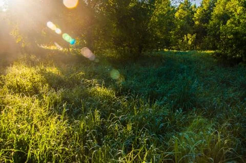 The sun's rays break through the lush grass. thick morning fog Stock Photos