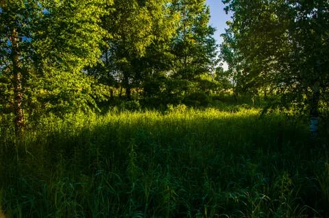 The sun's rays break through the lush grass. thick morning fog Stock Photos