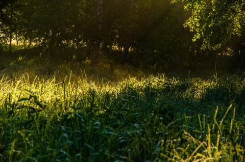 The sun's rays break through the lush grass. thick morning fog Stock Photos