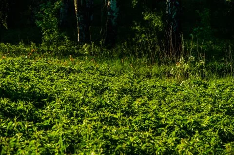 The sun's rays break through the lush grass. thick morning fog Stock Photos
