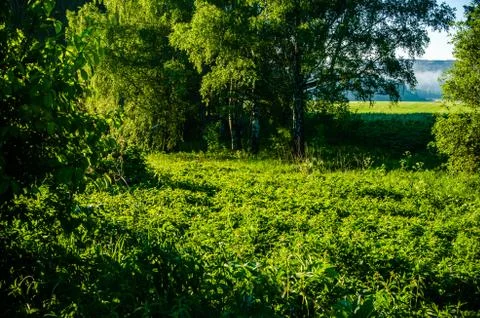 The sun's rays break through the lush grass. thick morning fog Foto stock
