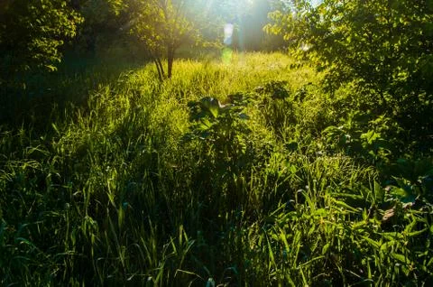 The sun's rays break through the lush grass. thick morning fog Stock Photos