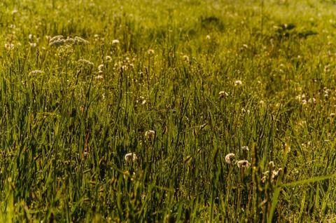 The sun's rays break through the lush grass. thick morning fog Stock Photos