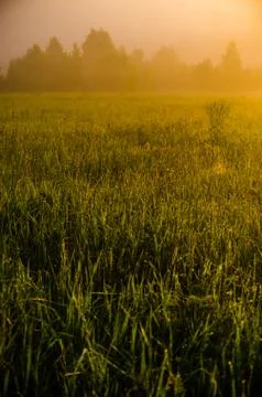 The sun's rays break through the lush grass. thick morning fog Stock Photos