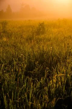 The sun's rays break through the lush grass. thick morning fog Stock Photos