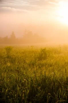 The sun's rays break through the lush grass. thick morning fog Stock Photos