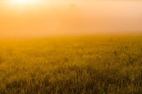 The sun's rays break through the lush grass. thick morning fog Foto stock