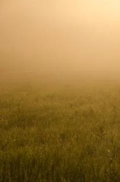 The sun's rays break through the lush grass. thick morning fog Stock Photos