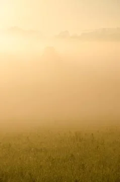 The sun's rays break through the lush grass. thick morning fog Stock Photos
