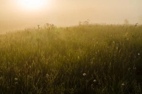 The sun's rays break through the lush grass. thick morning fog Stock Photos
