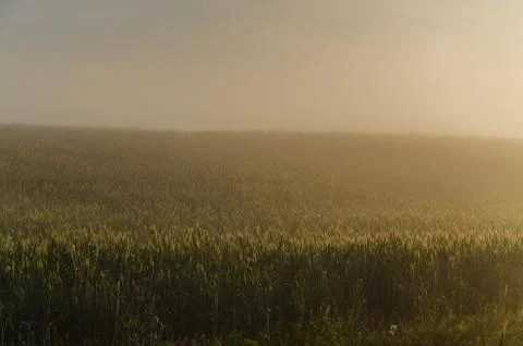 The sun's rays break through the lush grass. thick morning fog Foto stock