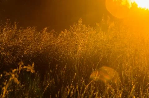 The sun's rays break through the lush grass. thick morning fog Stock Photos