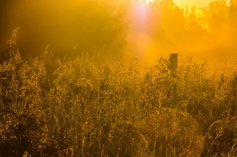 The sun's rays break through the lush grass. thick morning fog Foto stock