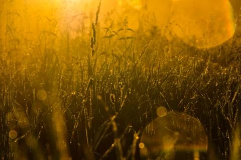 The sun's rays break through the lush grass. thick morning fog Stock Photos