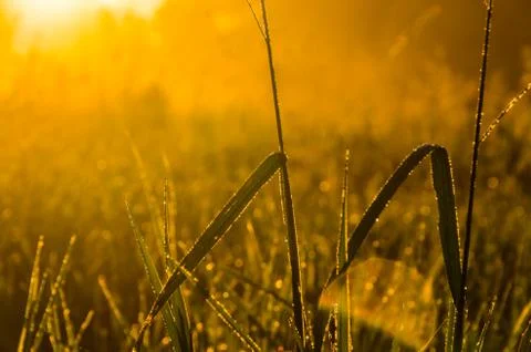 The sun's rays break through the lush grass. thick morning fog Stock Photos