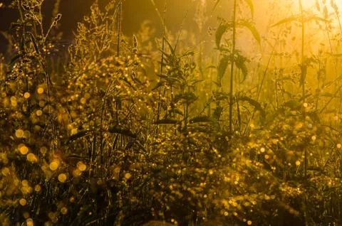 The sun's rays break through the lush grass. thick morning fog Stock Photos