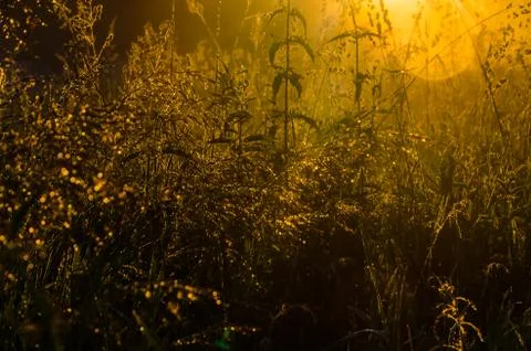 The sun's rays break through the lush grass. thick morning fog Stock Photos