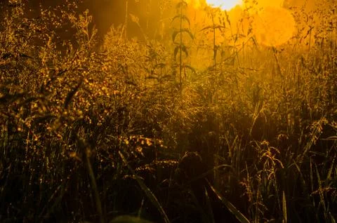 The sun's rays break through the lush grass. thick morning fog Stock Photos