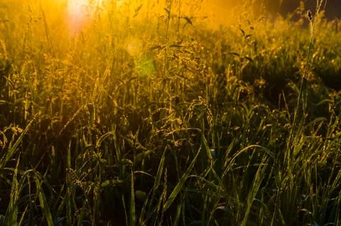 The sun's rays break through the lush grass. thick morning fog Stock Photos
