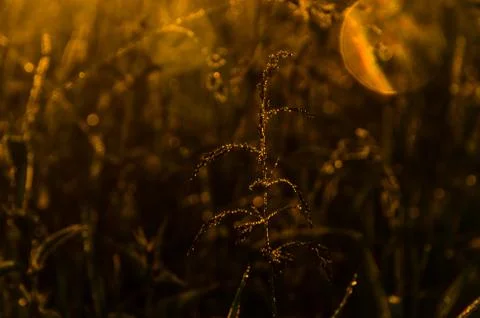 The sun's rays break through the lush grass. thick morning fog Stock Photos