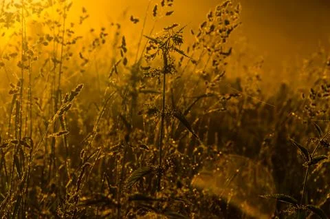 The sun's rays break through the lush grass. thick morning fog Stock Photos