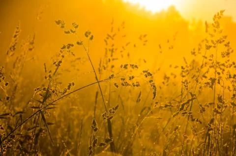 The sun's rays break through the lush grass. thick morning fog Stock Photos