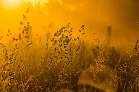The sun's rays break through the lush grass. thick morning fog Stock Photos