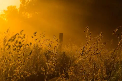 The sun's rays break through the lush grass. thick morning fog Stock Photos
