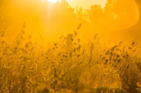 The sun's rays break through the lush grass. thick morning fog Stock Photos